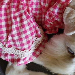 Kachina - Miniature Schnauzer