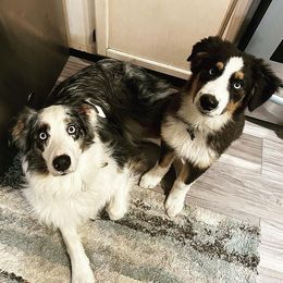 Australian Shepherds from Alpha Aussies