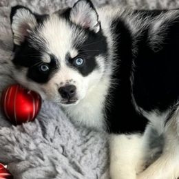 Milky Way - Pomsky puppy from Lunar Pomskies