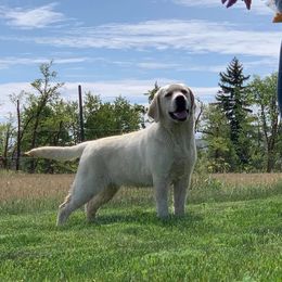 Labrador Retriever Puppies from Montview Labradors