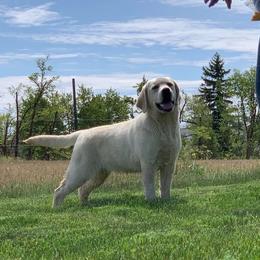 Labrador Retriever Puppies from Montview Labradors