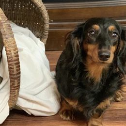 Dachshunds from Jana’s Dapper Dachshunds