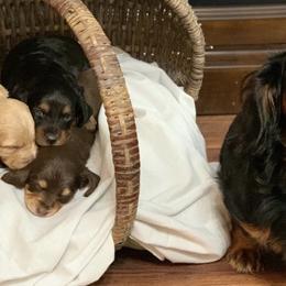 Dachshunds from Jana’s Dapper Dachshunds