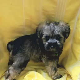 Miniature Schnauzer Puppies from Lamb's Little Loves