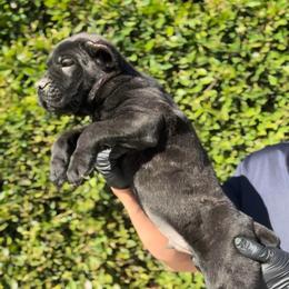 Male 1 - Black brindle male Cane Corso puppy in California from Donato Kennels