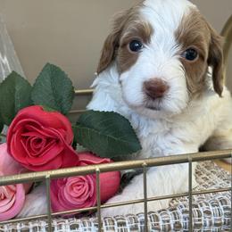 Bama - Parti female Goldendoodle puppy in Yuciapa, California from AlltheDoodlez_