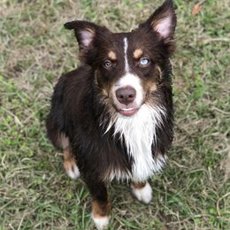 Australian Shepherds, Miniature American Shepherds, and Miniature Australian Shepherds from Afleet Aussies & Jacks