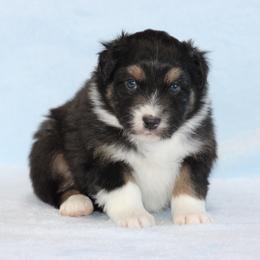 August - Black tri-color male Australian Shepherd puppy in Circleville, Utah from Canyon Creek Aussies