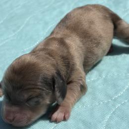 Girl 1 - Dapple female Dachshund puppy in Columbiana, Alabama from Tonya's Dachshunds