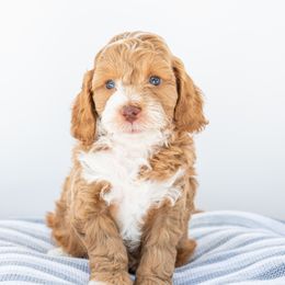 Bacci - Red  Goldendoodle puppy in Davie, Florida from ClassyDoodles