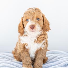 Bacci - Red  Goldendoodle puppy in Davie, Florida from ClassyDoodles