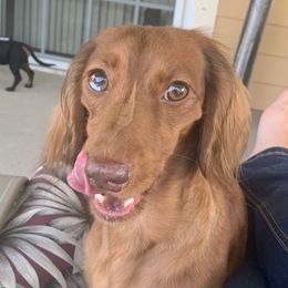 Lola - Dachshund