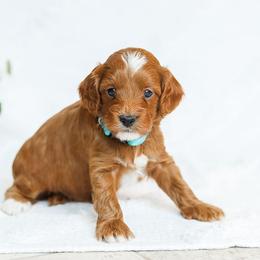 Monty - Red male Cavapoo puppy in Atglen, Pennsylvania from Smokey Hollow Puppies