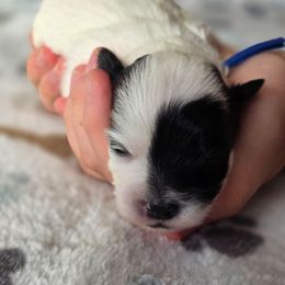 Phantom of the Opera - Blue Collar - Black and white male Shichon puppy in Troy, Ohio from Oodles of Doodles
