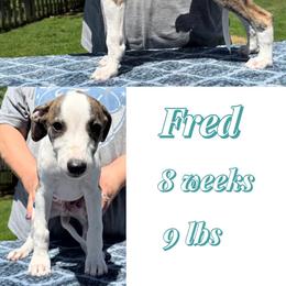 Fred - White and fawn brindle male Whippet puppy in Plainfield, Indiana from Rose Acre Whippets