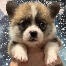 Trevor - White and red male Pembroke Welsh Corgi puppy in La Plata, Maryland from Signature Corgis