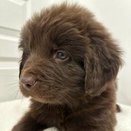 Poppy purple collar - Brown female Newfoundland puppy in Comstock Park, Michigan from Two Brown Dogs and a Pig