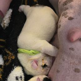 Boy - White male Bulldog puppy in Laurel, Montana from Bull Mountain Bulldogs