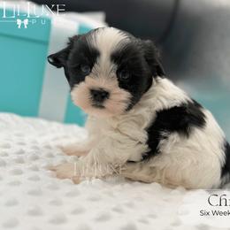 Chip - Black and white male Shorkie puppy in Scottsdale, Arizona from Lil Luxe Pups