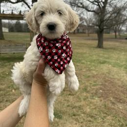 Latte - Cream female Goldendoodle puppy in Portland, Tennessee from Happy_Tails_by_TJ