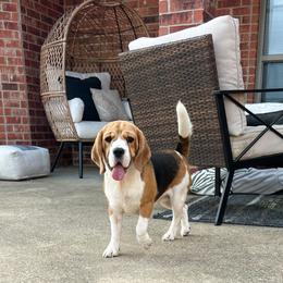 Blossom - Black tan and white female Beagle puppy in Brownsboro, Texas from Willow Bark Beagles