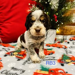 RB3 - Tri-Roan male English Springer Spaniel puppy in Britton, South Dakota from K&S Canines