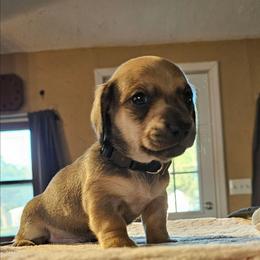 Black - Wild boar and cream male Dachshund puppy in Colony, Kansas from Randal'sDachshunds