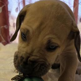 Hunter - Fawn male Great Dane puppy in Albany, Oregon from Red Cloud Australian Shepherds and DeGray Great Danes & Bulldogs