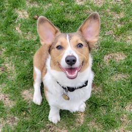 Phoenix - Pembroke Welsh Corgi
