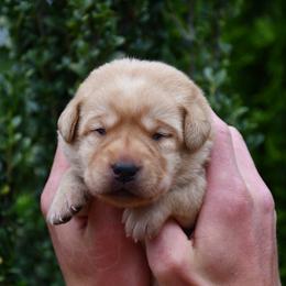Girl 3 - Yellow female Labrador Retriever puppy in North Wilkesboro, North Carolina from Sunset Ridge Labs