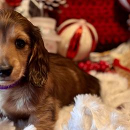 River💜 - Cream Dachshund puppy in Stoutland, Missouri from Farmhouse Dachshunds