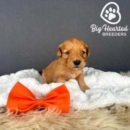 Tiger - Red  male Goldendoodle puppy in Utah County, Utah from Big Hearted Breeders