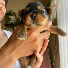 Ella - Black and tan female Yorkshire Terrier puppy in Stockton, California from Lala & Co.