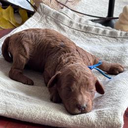 Blue collar boy - Red  male Poodle puppy in Skamokawa, Washington from East Valley Pups