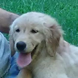 Golden Retriever Puppies from Crowders Creek Goldens