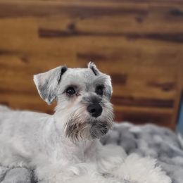 Miniature Schnauzer Puppies from Highland Schnauzer