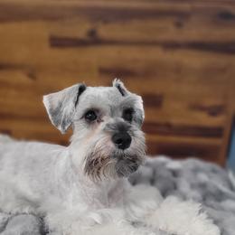 Miniature Schnauzer Puppies from Highland Schnauzer