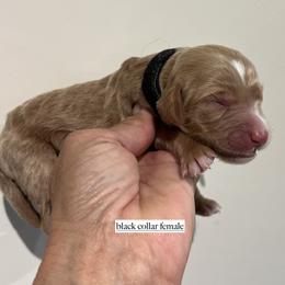 Girl 3 - female Goldendoodle puppy in Fairfield, California from Twin Sisters Doodles