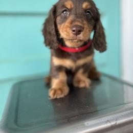 Dachshund Puppies from Cotton Hill Dachshunds