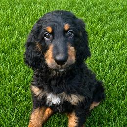 Ralph - Black and tan male Irish Doodle puppy in Maryland from Grind Stone Breeding Kennels