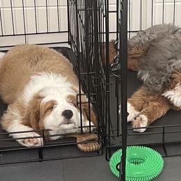 Bernedoodles from Lolli’s Bernedoodles