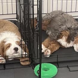 Bernedoodles from Lolli’s Bernedoodles