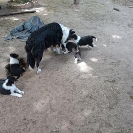 Tas - Collie