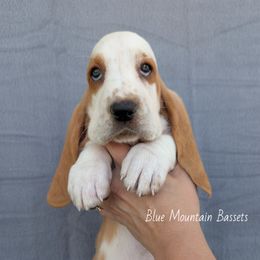 Goldie - Red and white female Basset Hound puppy in Pilot Rock, Oregon from Blue Mountain Bassets