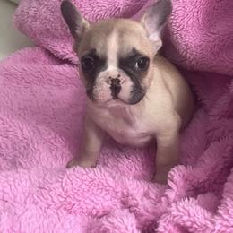 Gigi - Fawn female French Bulldog puppy in Atlanta, Georgia from Glass House Frenchies