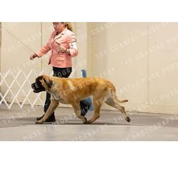 Bjorn - Mastiff