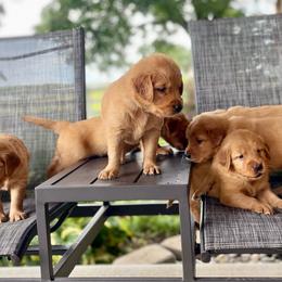 Girl 6 - Golden female Golden Retriever puppy in Buffalo, Missouri from Thrasher Family Puppies
