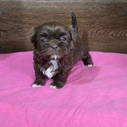 Trixy Girl 2 - Liver female Shih Tzu puppy in Meadows Of Dan, Virginia from Walt’s Shih Tzus