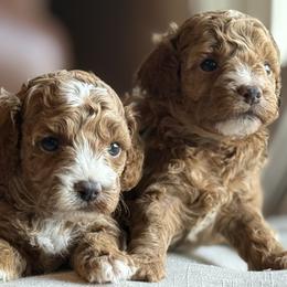 Boy 1 Selection - Red male Cavapoo puppy in Pleasant Hill, Iowa from Harvest Creek