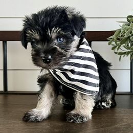 Boy 1 - Black and silver Miniature Schnauzer puppy in Huntington, Utah from Schnauzers on Robinson Lane